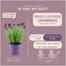 Sæt Med 6 Anouk® Lavendelpotter - D12Cm - Udendørs Plante