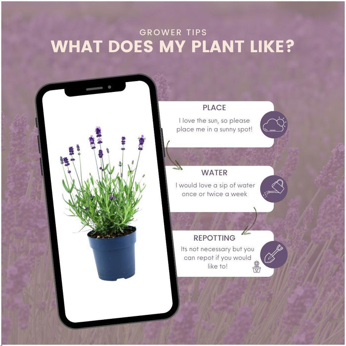 Sæt Med 6 Anouk® Lavendelpotter - D12Cm - Udendørs Plante