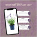 Sæt Med 6 Anouk® Lavendelpotter - D12Cm - Udendørs Plante