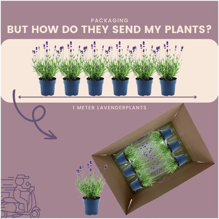 Sæt Med 6 Anouk® Lavendelpotter - D12Cm - Udendørs Plante