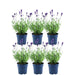 Sæt Med 6 Anouk® Lavendelpotter - D12Cm - Udendørs Plante