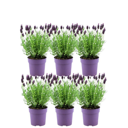 Sæt Med 6 Anouk® Lavendelpotter - D12Cm - Udendørs Plante