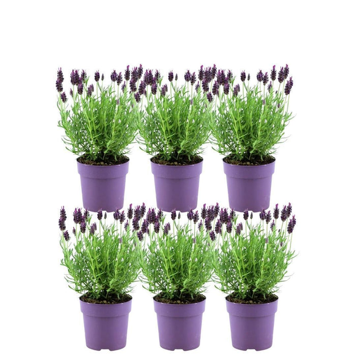 Sæt Med 6 Anouk® Lavendelpotter - D12Cm - Udendørs Plante
