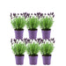 Sæt Med 6 Anouk® Lavendelpotter - D12Cm - Udendørs Plante