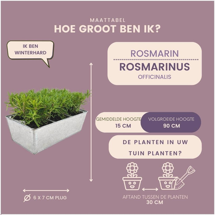 Sæt Med 6 Rosemary Offincalis, Bakke Medfølger