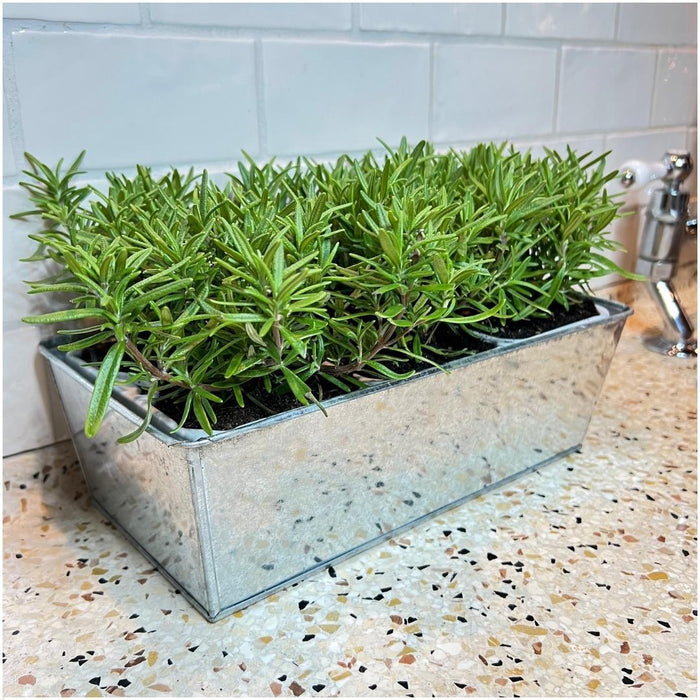 Sæt Med 6 Rosemary Offincalis, Bakke Medfølger
