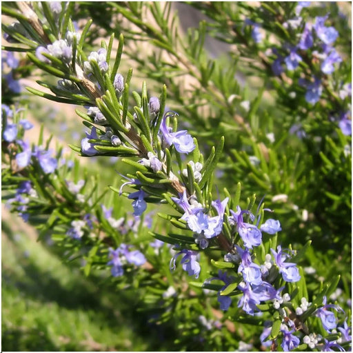 Sæt Med 6 Blue Rosemary Offincalis, Bakke Inkluderet