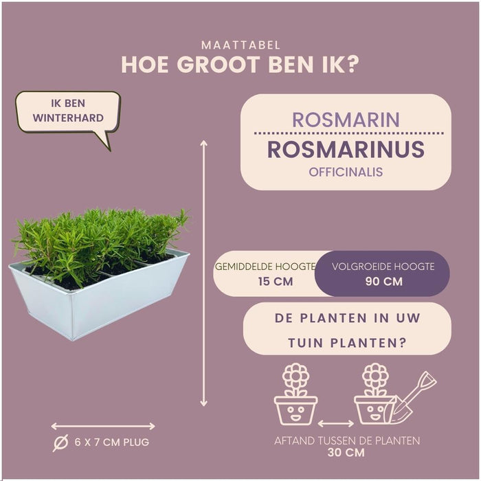 Sæt Med 6 Blue Rosemary Offincalis, Bakke Inkluderet