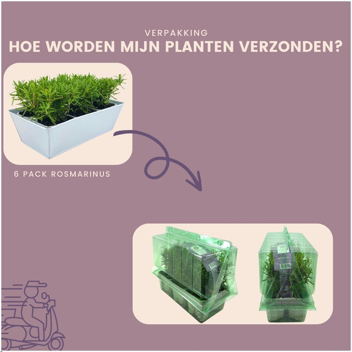Sæt Med 6 Blue Rosemary Offincalis, Bakke Inkluderet
