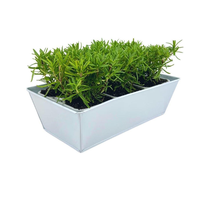 Sæt Med 6 Blue Rosemary Offincalis, Bakke Inkluderet