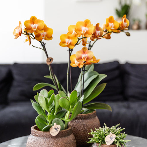 Sæt Med 2 Orange Phalaenopsis Orkideer - Multiflora Blomster