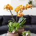 Sæt Med 2 Orange Phalaenopsis Orkideer - Multiflora Blomster