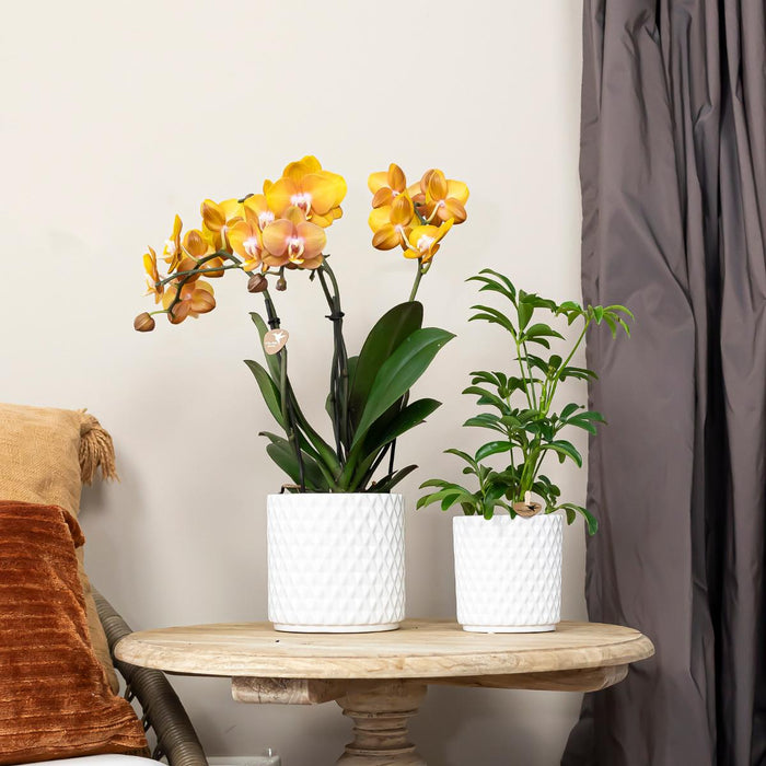 Sæt Med 2 Orange Phalaenopsis Orkideer - Multiflora Blomster