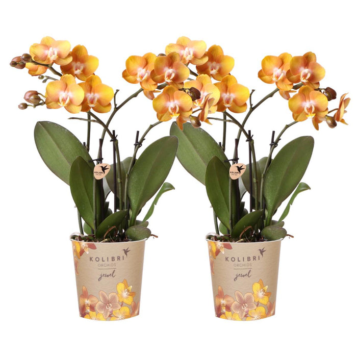 Sæt Med 2 Orange Phalaenopsis Orkideer - Multiflora Blomster