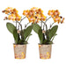 Sæt Med 2 Orange Phalaenopsis Orkideer - Multiflora Blomster