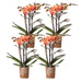 Parti Med 4 Bolzano Orange Orkideer - Phalaenopsis