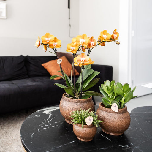 Sæt Med 4 Orange Phalaenopsis Orkideer - Las Vegas