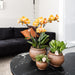 Sæt Med 4 Orange Phalaenopsis Orkideer - Las Vegas