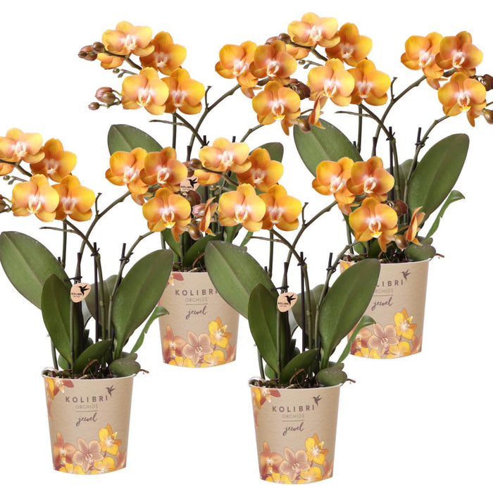 Sæt Med 4 Orange Phalaenopsis Orkideer - Las Vegas