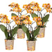 Sæt Med 4 Orange Phalaenopsis Orkideer - Las Vegas