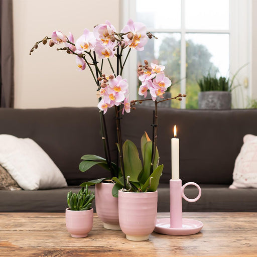 Sæt Med 4 Lyserøde Phalaenopsis Orkideer - Stueplante