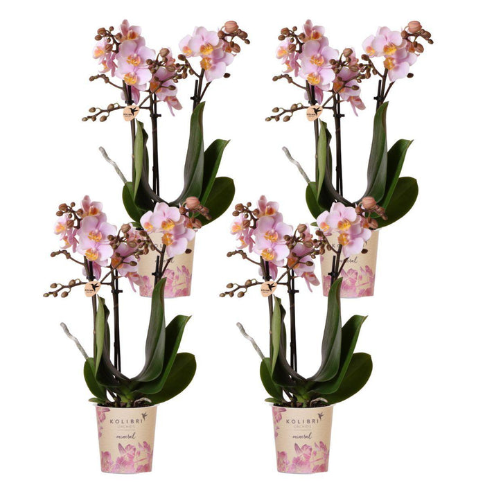Sæt Med 4 Lyserøde Phalaenopsis Orkideer - Stueplante