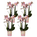 Sæt Med 4 Lyserøde Phalaenopsis Orkideer - Stueplante