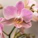 Sæt Med 4 Lyserøde Phalaenopsis Orkideer - Stueplante