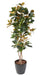 Kunstig Magnolia Blomst 8 Blomster 185 Cm Hvid