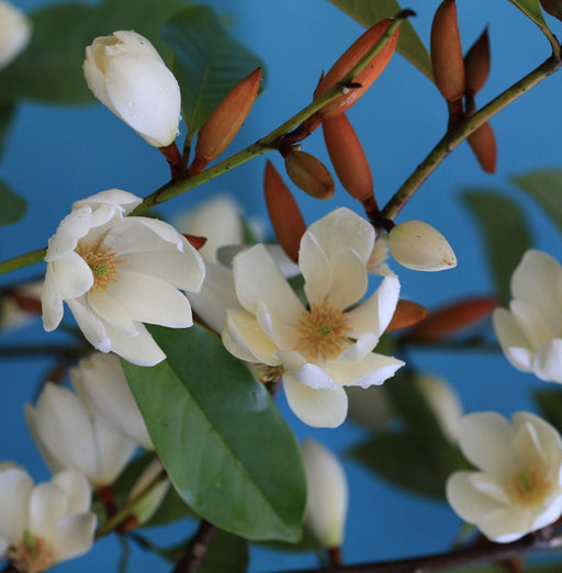 Magnolia Creme'