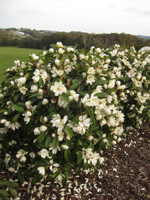Magnolia Creme'