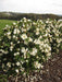 Magnolia Creme'