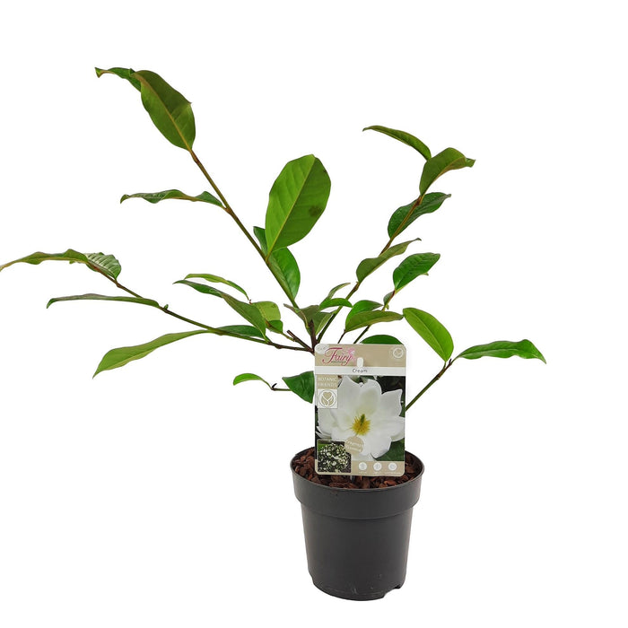 Magnolia Creme'