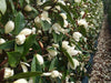 Magnolia Creme'