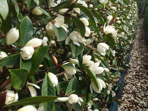 Magnolia Creme'