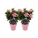 Mandevilla Sundaville Creme Pink Op Rek - 2 Stuks - Ø14Cm - ↕40Cm
