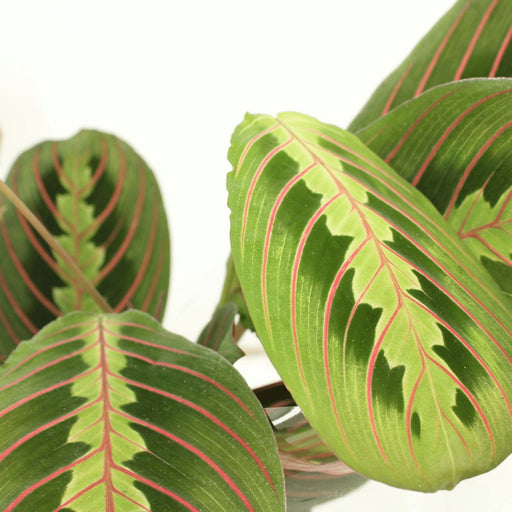 Maranta Fascinator - Sæt Med 2