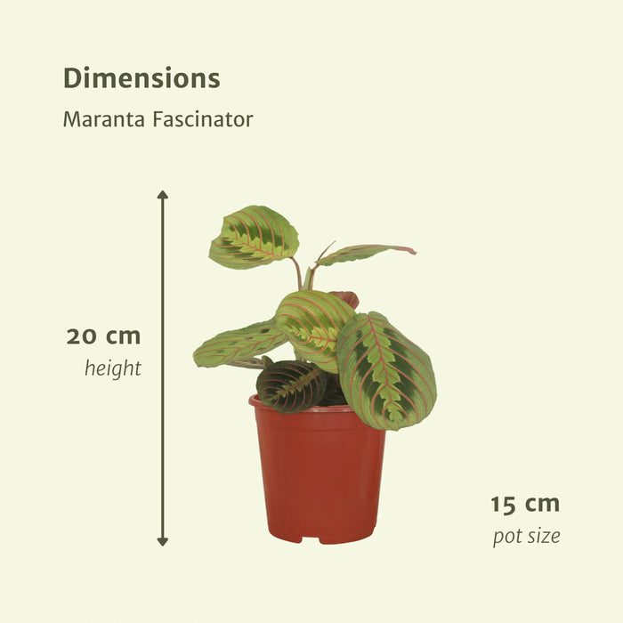 Maranta Fascinator - Sæt Med 2