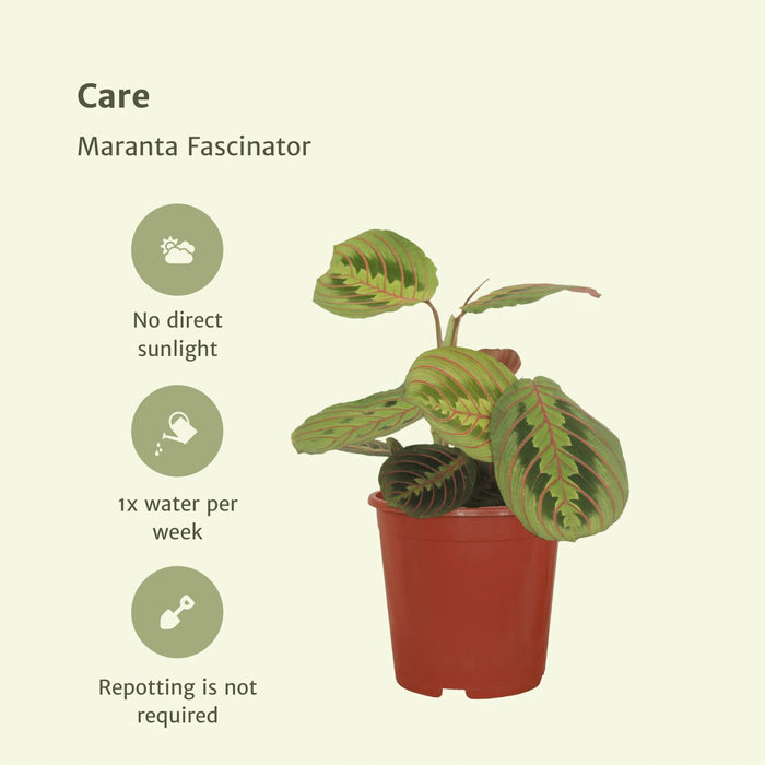 Maranta Fascinator - Sæt Med 2