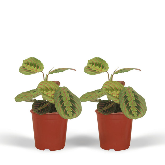 Maranta Fascinator - Sæt Med 2