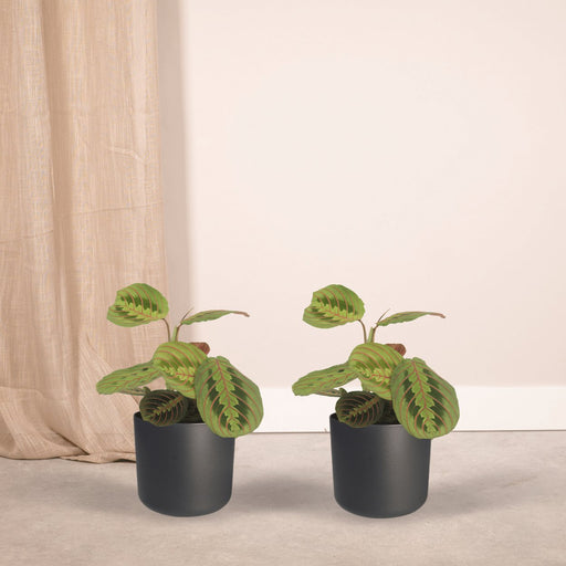 Maranta Fascinator - Sæt Med 2