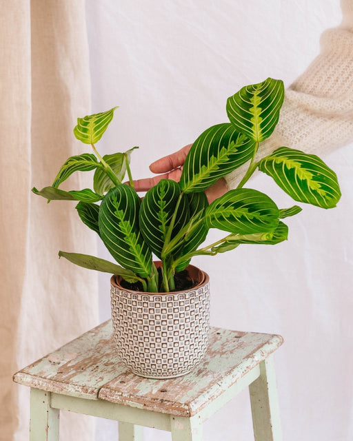 Maranta Citron Lime