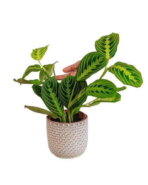 Maranta Citron Lime