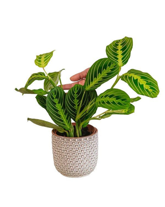 Maranta Citron Lime