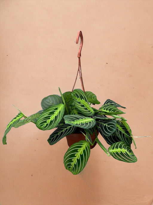 Maranta Citron Lime