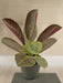 Maranta - Kunstig Grøn Plante
