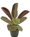 Maranta - Kunstig Grøn Plante
