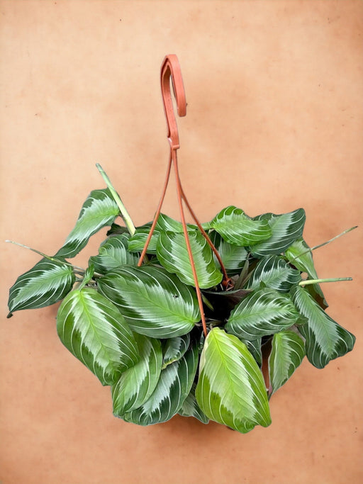 Maranta Sølvbånd