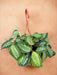 Maranta Sølvbånd
