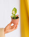 Mini Aglaonema Pink